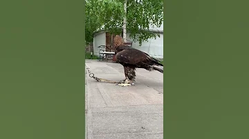 Golden Eagle على الرغم من أنه أخطر وأشرس طائر إلا أنه لطيف للغاية مع صاحبه العقاب الذهبي 