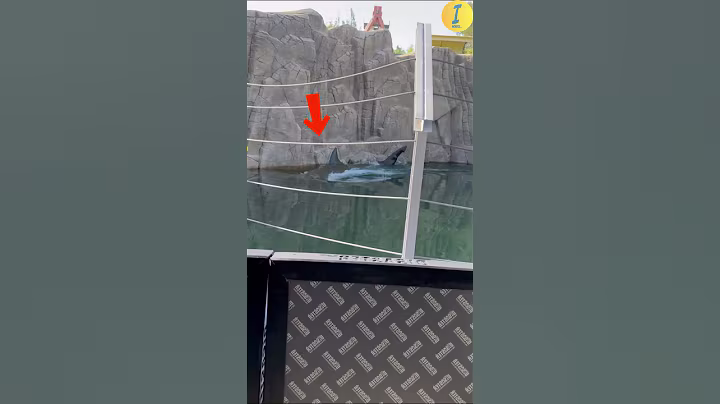 😂 Tourists Got a Wet Surprise at Shark Aquarium (@gennaroverdicchio)