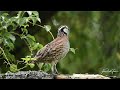 A Bob White quail sings a beautiful song at the Perry's Water Gardens in Franklin, North Carolina. Mp3 Song