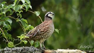A Bob White quail sings a beautiful song at the Perry's Water Gardens in Franklin, North Carolina.