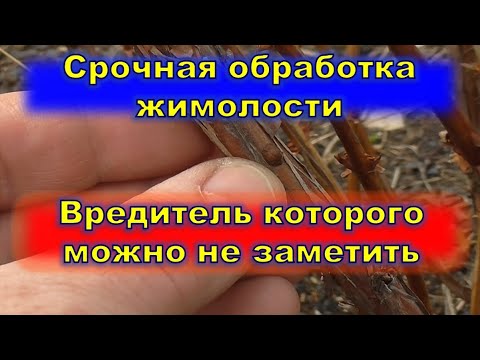 Срочная обработка жимолости  Вредитель которого не видно