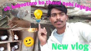 happy 😊 kabootar ab kabootaro kothand nahi lagega 😊❤💯 viral video #viral #video #tranding #subscribe