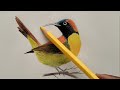 How to draw bird with color pencil  colorful bird sketch  saqib art