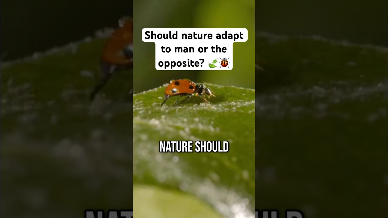 Nature for Humanity? 🌿 Man's Place in the Wild 🐾 #wildlife #nature #countryside