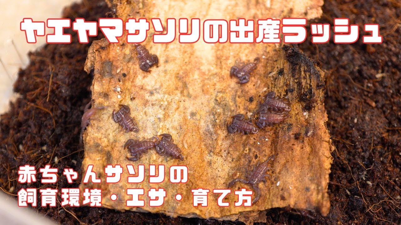 ヤエヤマサソリの出産ラッシュです！