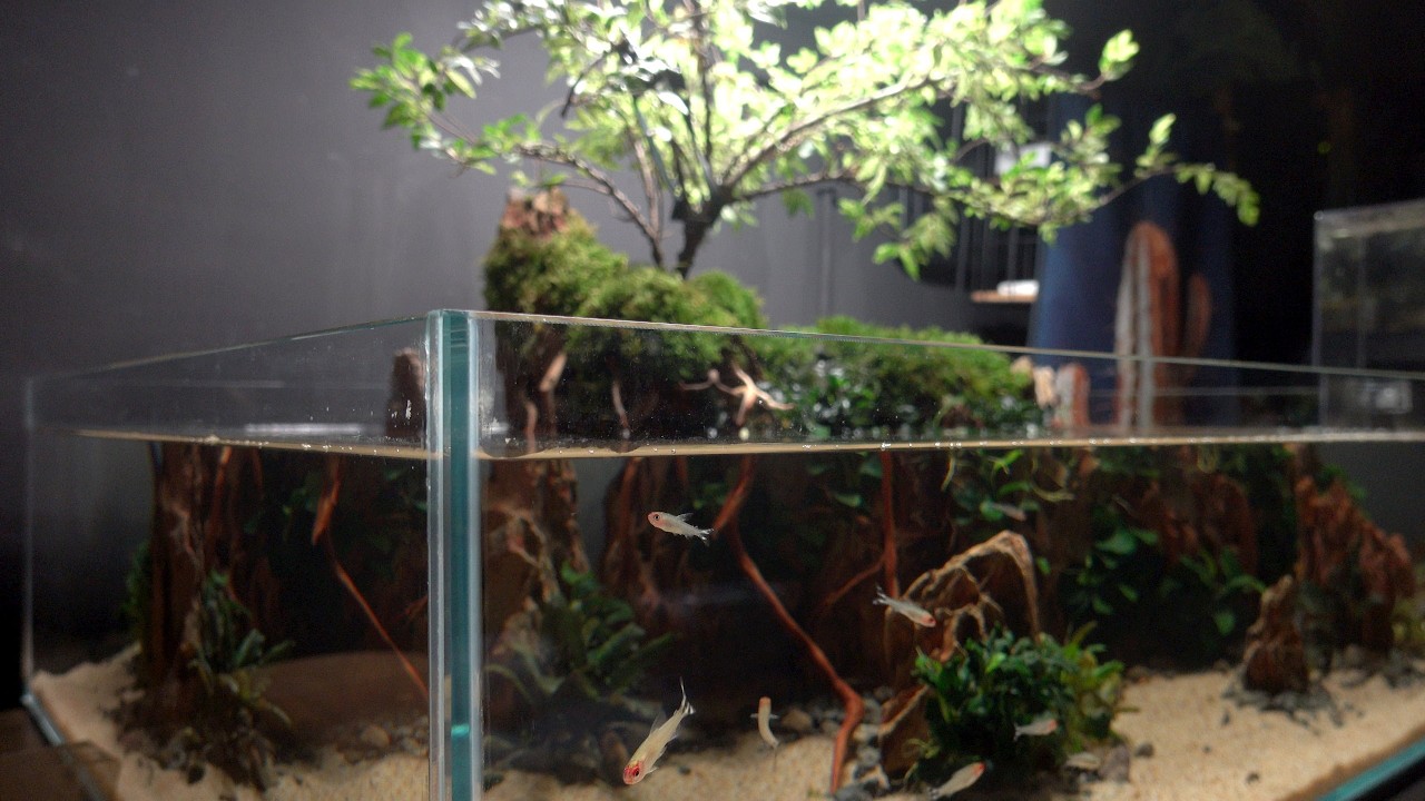 Акватеррариум 90x60x20 см, дизайн которого вдохновлен Японией. Противостояние черепахи и рыбы и п...