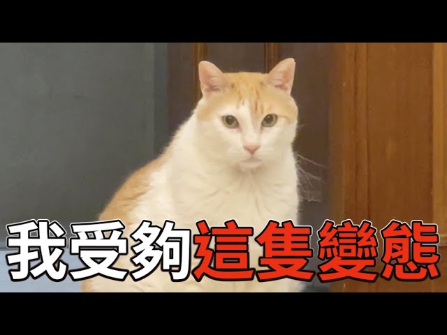【黃阿瑪的後宮生活】我受夠這隻變態