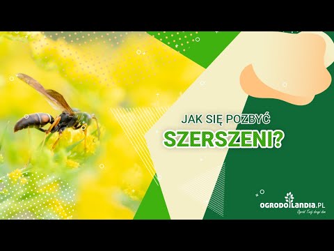 Jak pozbyć się szerszeni?