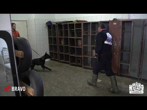 BRAVO - K9