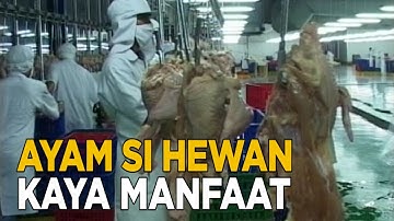 Dari bulu hingga telur, ayam kaya akan manfaatnya | SISI LAIN