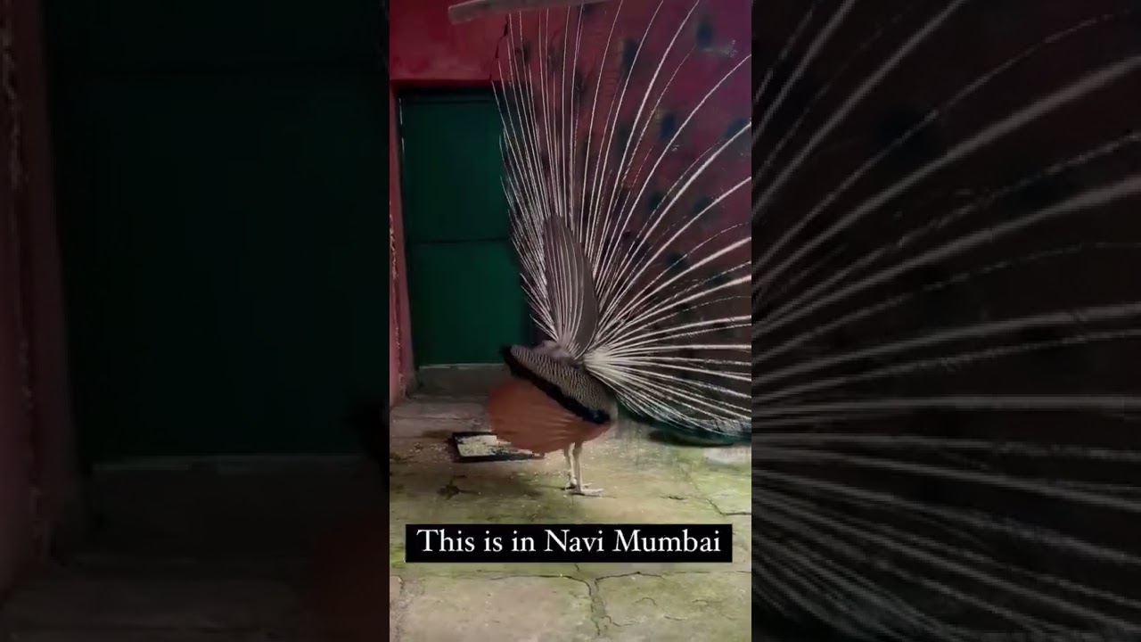 📍 Karnala Bird Sanctuary 