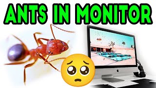 The 10+ How To Remove Ants From Lcd Monitor 2022: Best Guide
