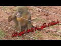 Animals vs Electric Fence part 1 - إستخدام السياج المكهرب لإبعاد الحيوانات جزء 1