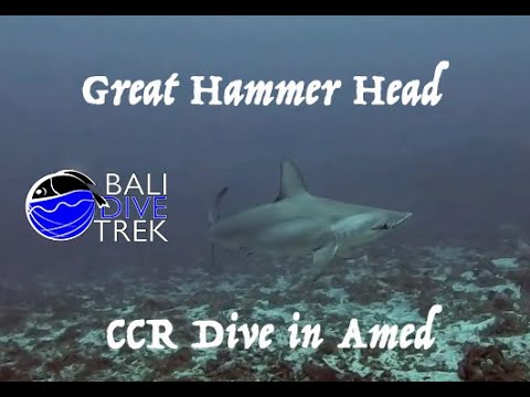 Great Hammer Head Dive with BALI DIVE TREK