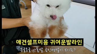 강아지 이쁘고 귀여운 발미용 쉽하는 방법, 발과 발등  - Dog Grooming guide - easy cut - leg, foot