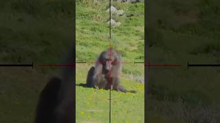 Опасный момент на охоте🐒😱#shorts#shortsfeed#shortsviral#baboon#hunting
