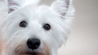 Is a West Highland White Terrier the Right Dog for People With Allergies?