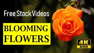 Free Stock Videos Beautiful Blooming Flowers Time Elapse - No Copyright & Royalty Free - 4k Ultra HD