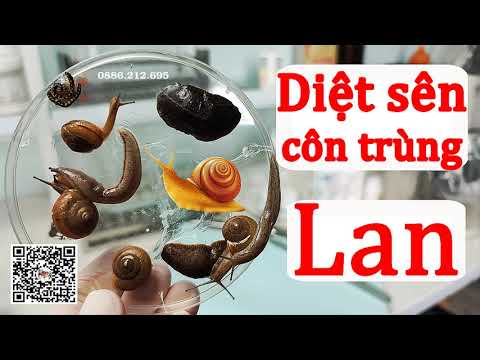 Video Chỉ 2 phút diệt tất cả các loại sên trên lan, diệt tất... - youtube