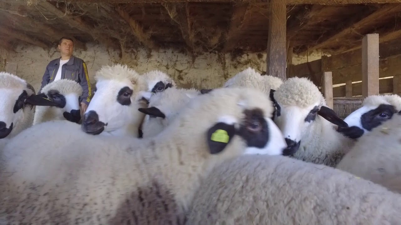 Matica kolubarskog ovčarstva - Dragodol