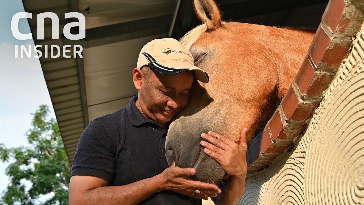 Racehorse Loses Job, Finds New Career As Therapist