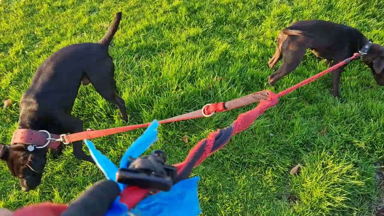 WHEN SCIENTISTS CREATE DOGS: German Jagd Terrier - German collective of scientists & geneticists