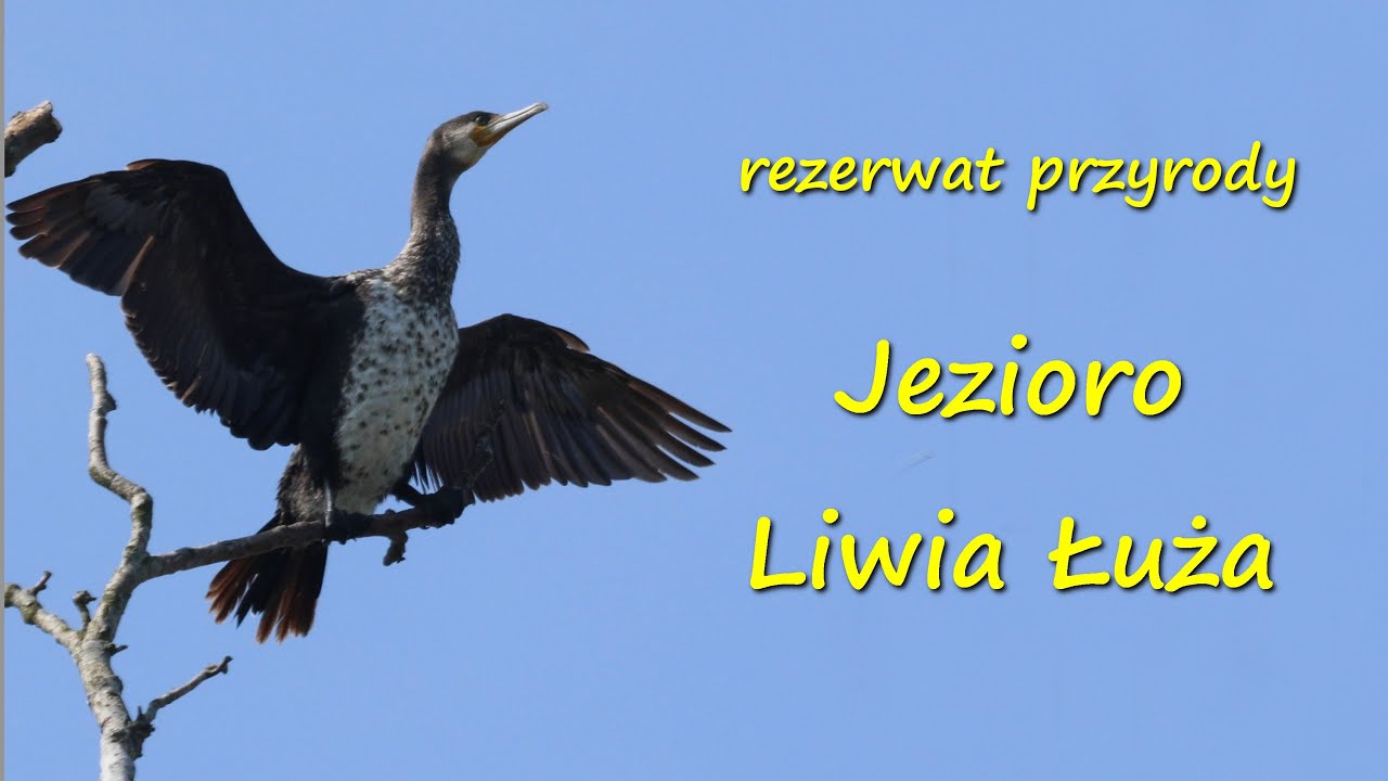 Rezerwat przyrody Jezioro Liwia Łuża w Niechorzu , gmina Rewal.