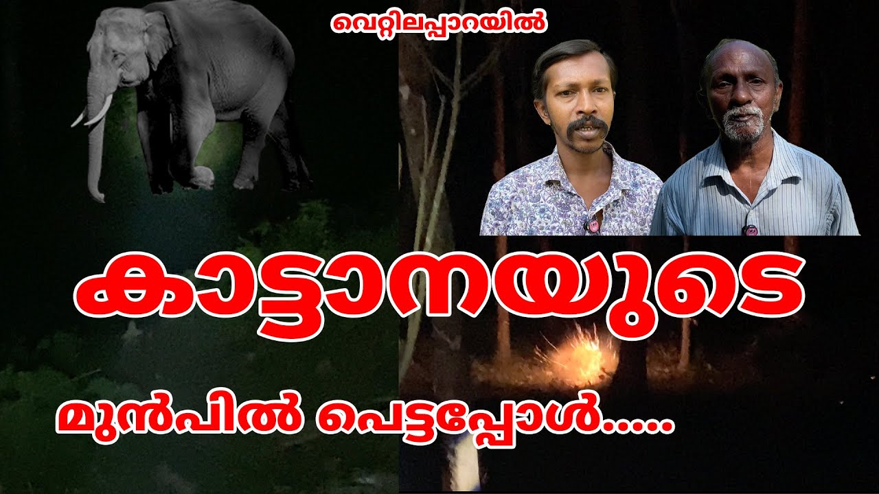 വെറ്റിലപ്പാറയിൽ വന്യമൃഗ പ്രശ്നം മനസിലാക്കാൻ പോയി കാട്ടാനയുടെ മുൻപിൽ പെട്ടപ്പോൾ #elephant #forest
