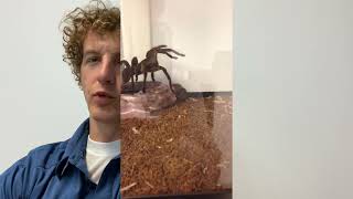 Celebrity Do spiders make good pets? Wealth