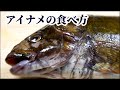 アイナメの【捌き方】と【刺身の作り方】を2種類（炙り・生）紹介！