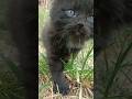 🐈⬛🐈⬛🐈⬛🐈⬛🐈⬛🐈⬛
