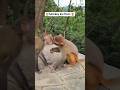 do monkey 🐒, viral hue 🤢 #monkey #funny #animallife #monkeylife #love