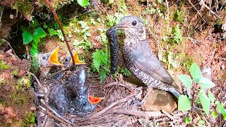 Cuckoo bird can't grab food, attacking mother bird寄生的杜鹃鸟屡次抢不到食物气急败坏对着养母一顿啄