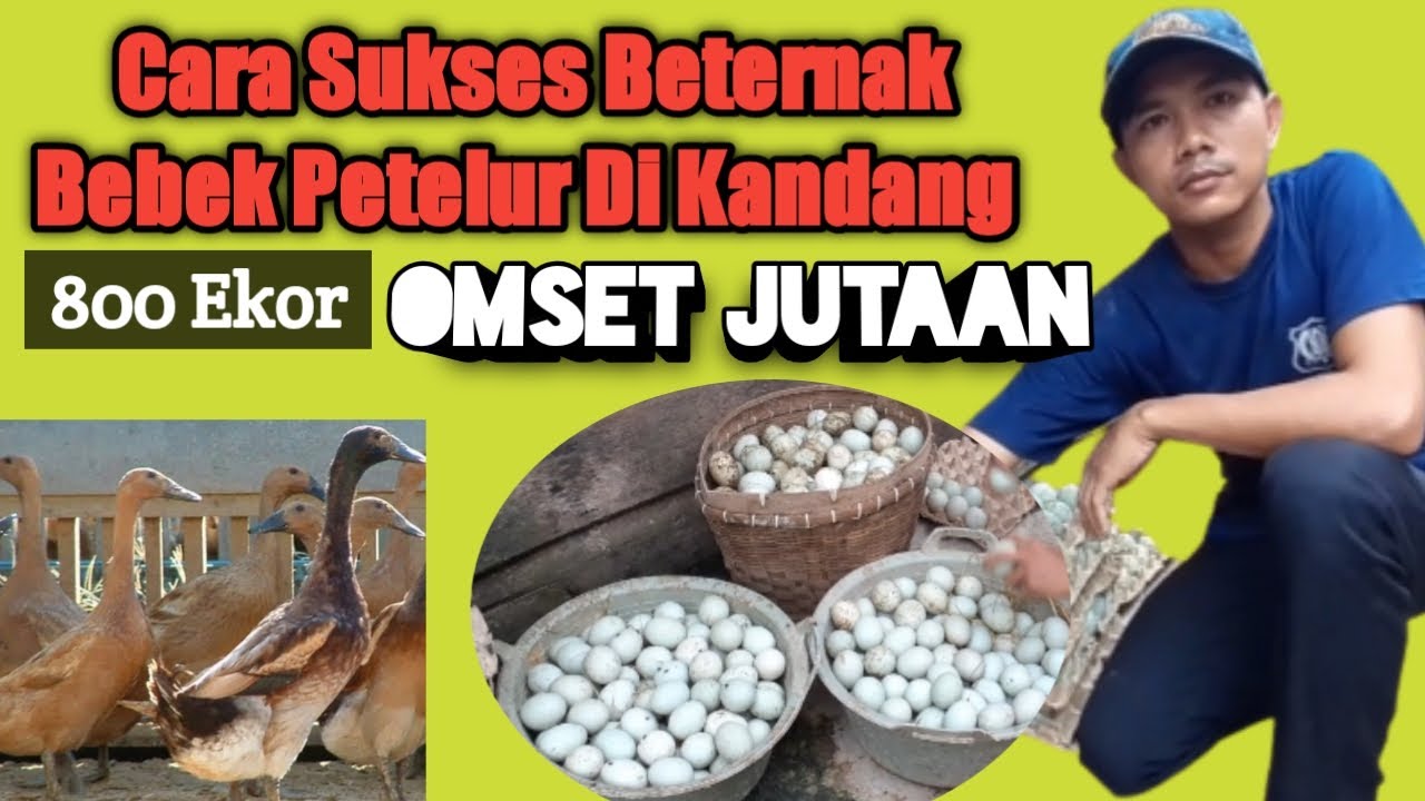 Cara Sukses Beternak Bebek Petelur di Kandang Tanpa Angon || 800 Ekor Omset Jutaan Rupiah Perhari