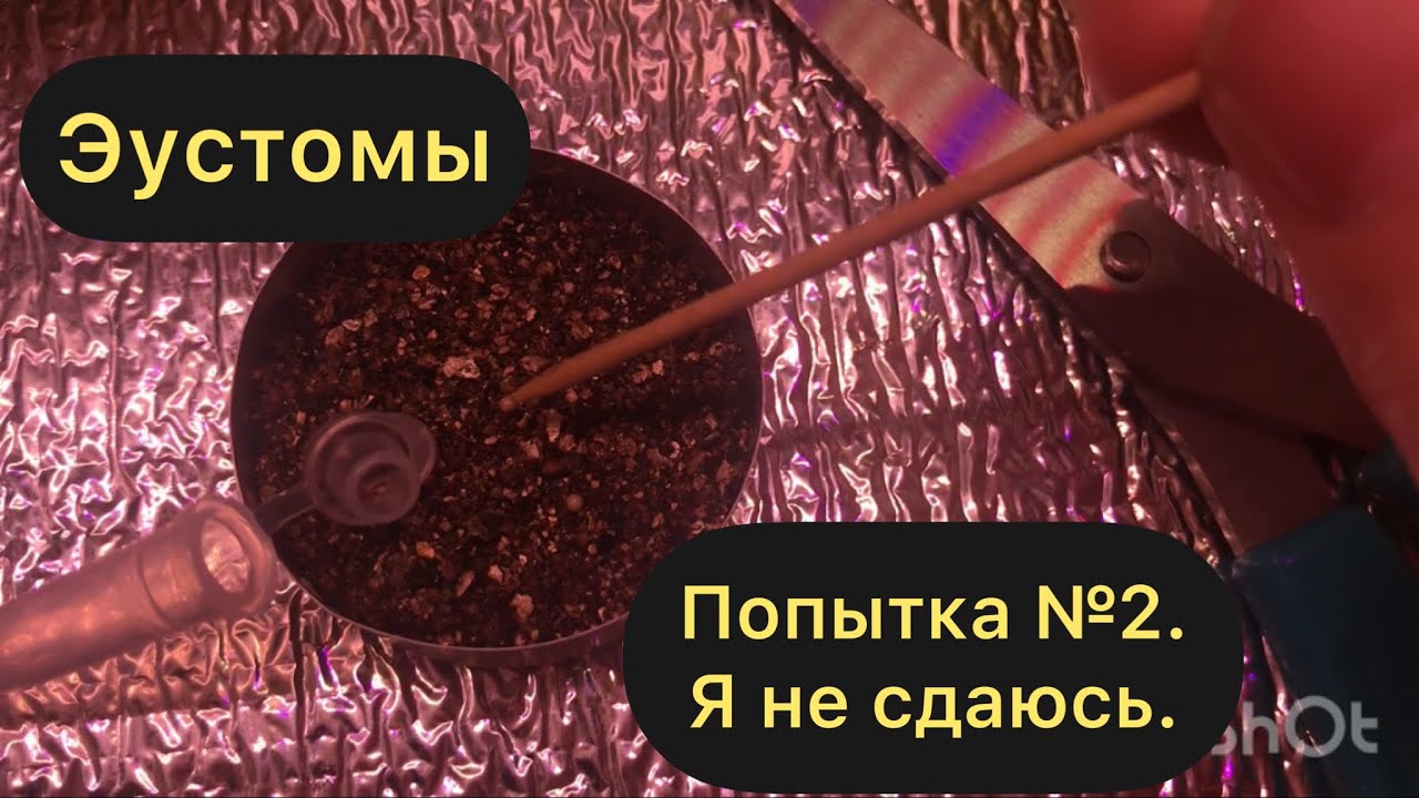 Повторная пересадка