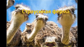 Страусиная ферма. Иссык.