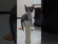 Trudy video