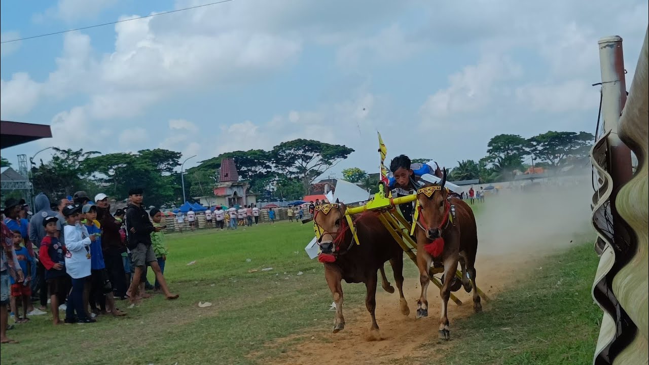 Kemadura Motret karapan sapi, Berangkat Naik Bis Trans Jatim . #janganlupasubscribe #karapansapi 