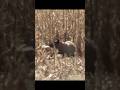 perfect hit brown Bear hunting #wildlife #harehunting #americanbear #bear #blackbear #animals