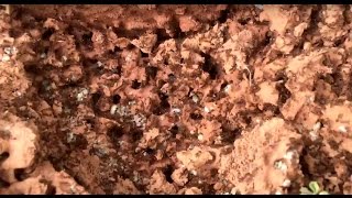 Fire Ant Control - Greenville, Spartanburg, Anderson, Greer, Mauldin, Simpsonville, Columbia