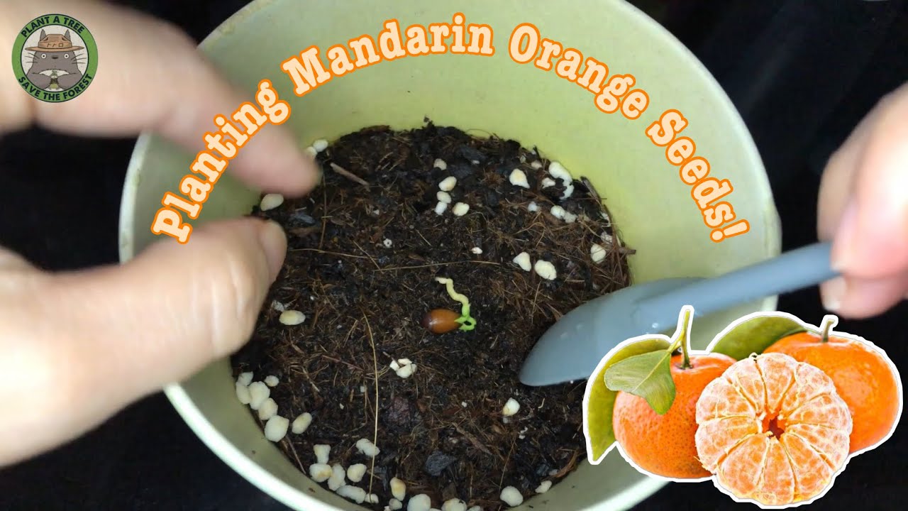 Planting Mandarin Orange Seeds 🍊 Youtube