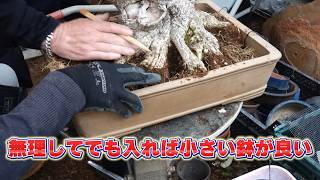 無理しても入れば小さい鉢が良い - YouTube