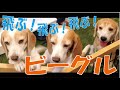 【飛ぶ!?】スヌーピーの犬種!元気いっぱいビーグル一家登場!