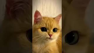 😼 #Happycats #Adorable #Cat #Memes #Catstagram #Shorts #Viral