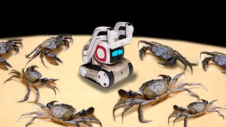 WHAT IF ANKI COZMO THE ROBOT SEES 100 HUGE CRABS? ARTIFICIAL INTELLIGENCE  FIGHT WITH CRAB!