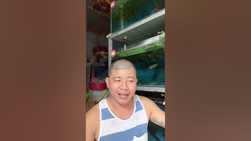 Kinh nghiệm ghép cặp cá lóc cảnh