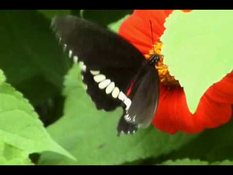 Video: Fjärilsvingar är ett underbart naturmysterium
