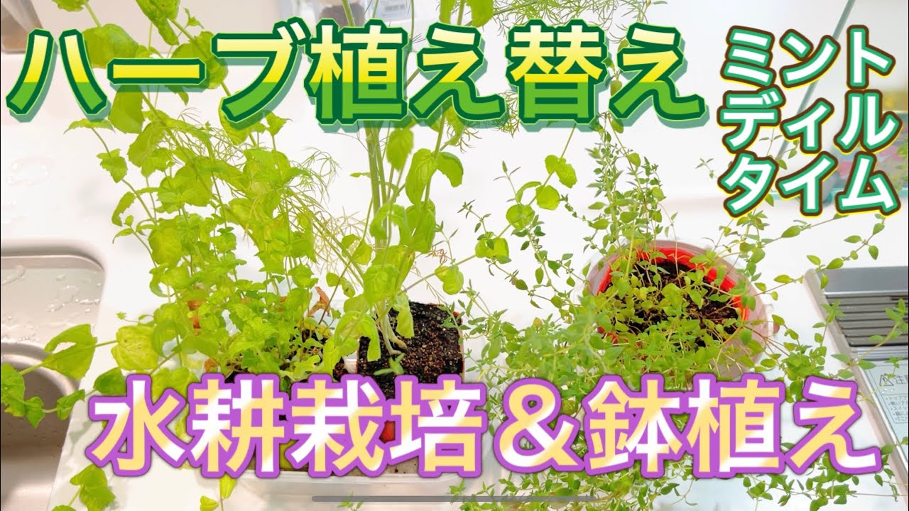 【家庭菜園】ハーブの植え替え　水耕栽培＆鉢植え