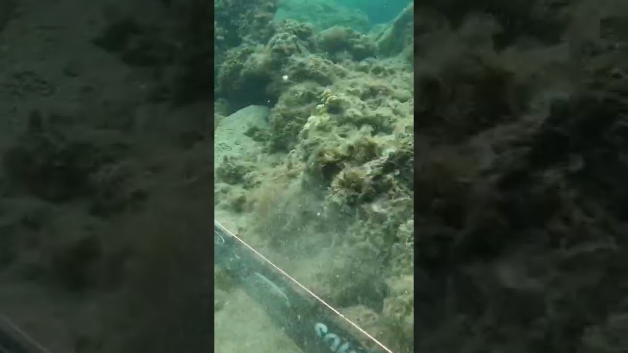 Epic dive day I Hawaii 