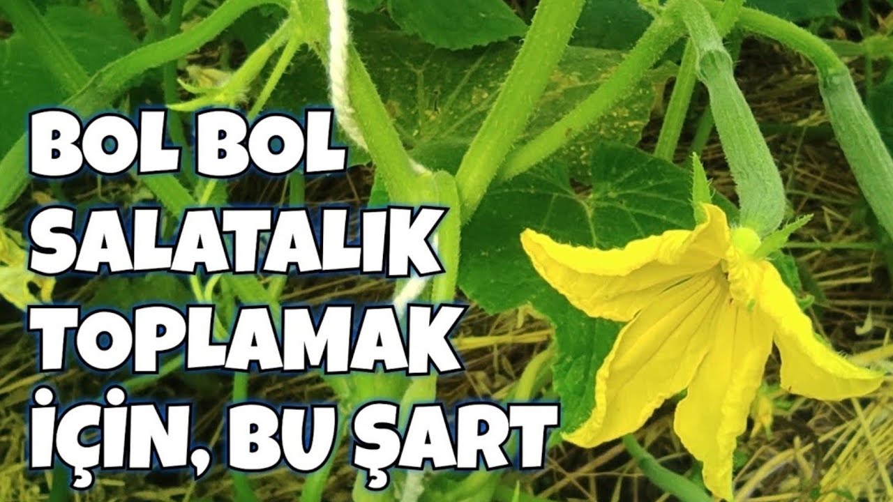 Bol Bol Salatalık Toplamak İçin Bu Şart